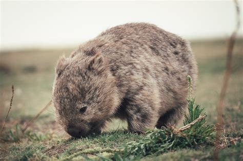 Maria Island Tasmania: 15 Incredible Things to Do – We Seek Travel Blog