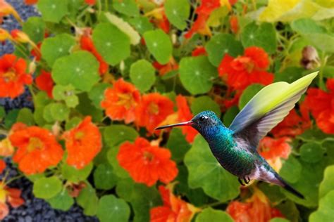 Do Hummingbirds Like Nasturtiums? Many Consider It Too Sweet For Their ...