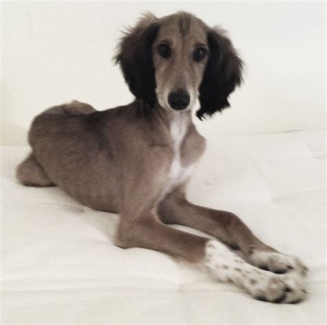 My Saluki puppy #dog #cute #puppy #saluki Saluki Puppy, Saluki Dogs ...