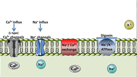 Mecanismo De Ação Digoxina - LIBRAIN