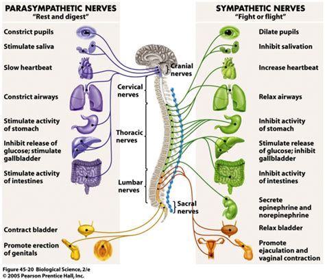 Diaphragmatic breathing is the key to your autonomic nervous system ...