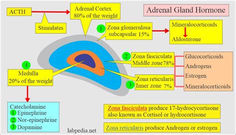 Adrenal Gland Hormones Interpretation, (Cortisol and Aldosterone ...