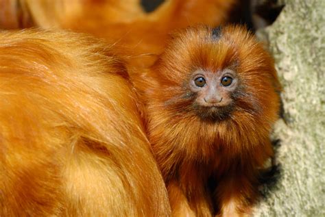 15 Golden Lion Tamarin Interesting Facts - Facts.net