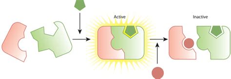 Metabolic Pathways Which Cells Obtain and Use Energy Include