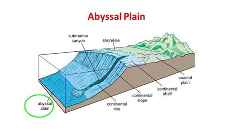 abyssal plain ASL - YouTube