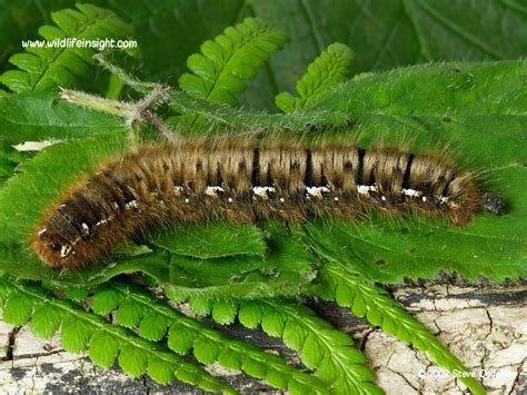 Oak Eggar moth caterpillar and moth | Wildlife Insight