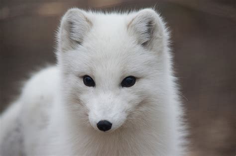 Arctic Foxes - Wild Animals News & Facts