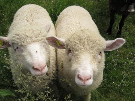 Cornell Cooperative Extension | 4-H Sheep Rules and Regulations