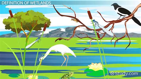 Wetland | Definition, Types & Characteristics - Lesson | Study.com