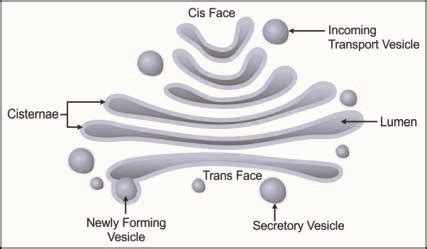 Diagram Golgi Apparatus - CBSE Class Notes Online - Classnotes123