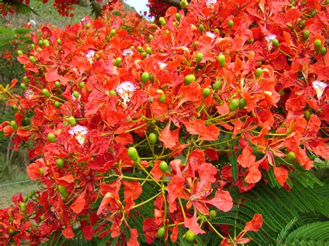 Gorgeous blooms on the mimosa trees. (Personal photo by Nancy, CC ...