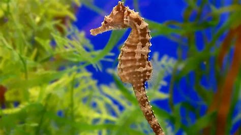 Great seahorse to migrate towards Odisha - IAS EXAM