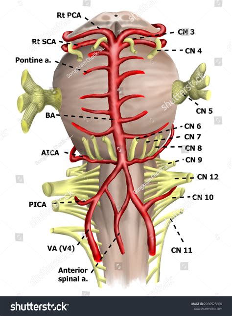 Anatomy Brainstem Posterior Circulation System 库存插图 2030528660 ...