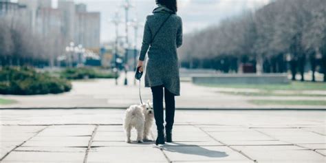 20 Best Dog Breeds For City Living – and Small Urban Lifestyle!