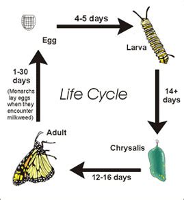 Monarch Butterflies Life Cycle