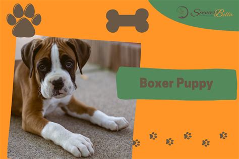 The Energetic and Loyal Boxer: A Guide to their Health and Wellbeing ...