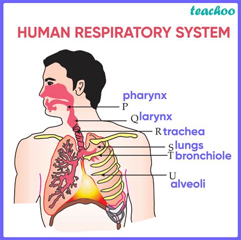 Standard Note Human Respiratory System