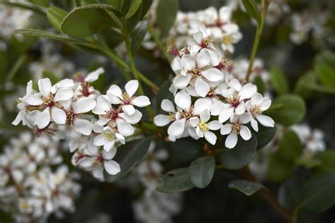 Indian Hawthorn: Plant Care & Growing Guide