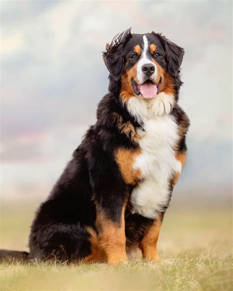 Discover Bernese Mountain Dog Puppies at Maple Creek - The Perfect ...