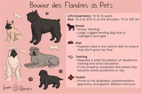 Bouvier des Flandres - Full Profile, History, and Care