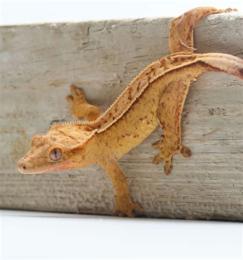 Yellow Pin (Female) – Seta Reptiles