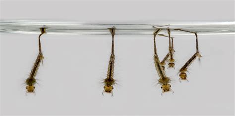 What Do Mosquito Larvae Look Like - MosquitoNix®