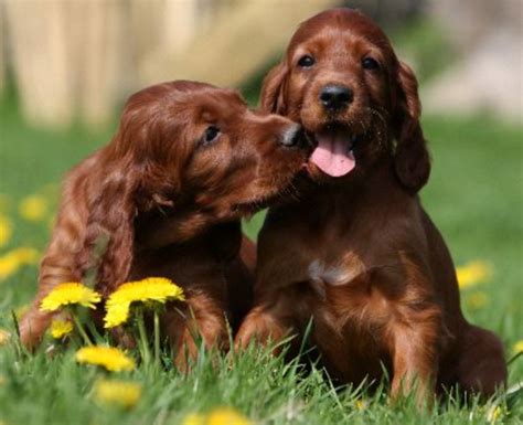 Adorable puppy post pictures of two playful Irish Setter puppies ...