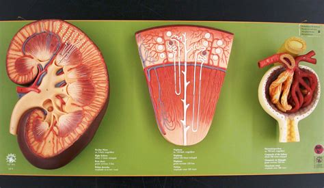 Kidney models #anatomy | Anatomy humor, Anatomy and physiology, Anatomy