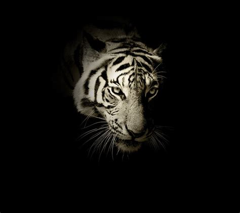 HD wallpaper: Dark, White tiger | Wallpaper Flare