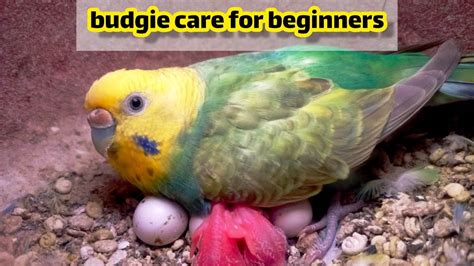 “Ultimate Guide to Budgie Care: Everything You Need to Know budgie care ...