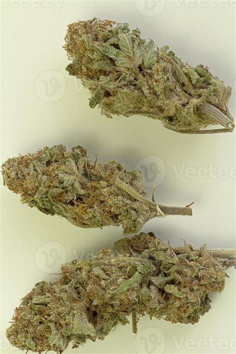 Close-up Medical marijuana flower buds. Cannabis strain. cannabis cbd ...