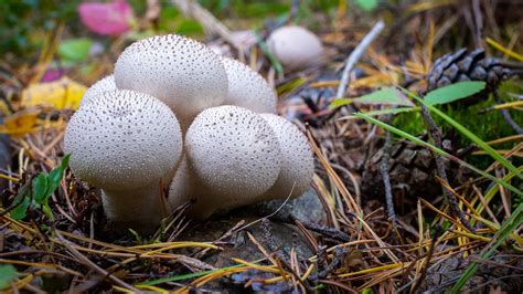 Are Backyard Mushrooms Poisonous? Everything You Should Know - A-Z Animals