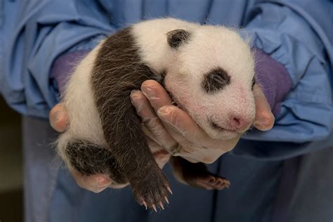 Giant Panda | San Diego Zoo Animals & Plants