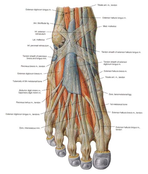 Dorsum Of Foot Anatomy - Anatomy Reading Source