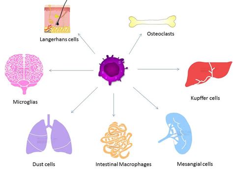 Kupffer's Cells Is a Special Name Given to - Valery-has-Stephenson