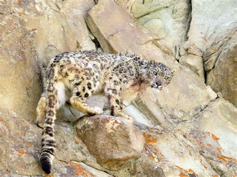 snow leopard india | Good Nature Travel Blog