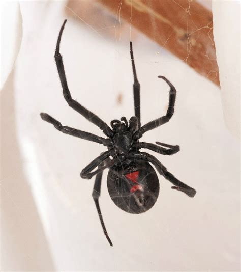 Black Widow Spider Facts | Live Science