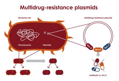 Plasmids and co-selection – Antibiotic resistance – ReAct