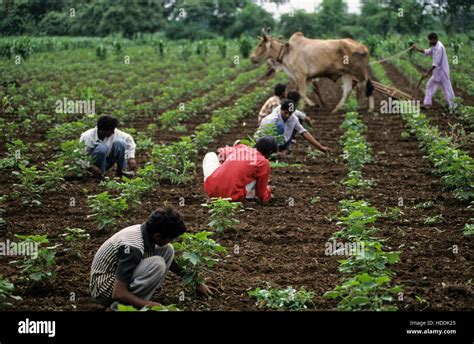 INDIA, Madhya Pradesh, Kasrawad, organic cotton farming, farmer weeds ...