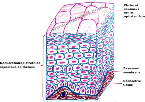 Simple Squamous Epithelium Basement Membrane Esophagus Stratified Squamous