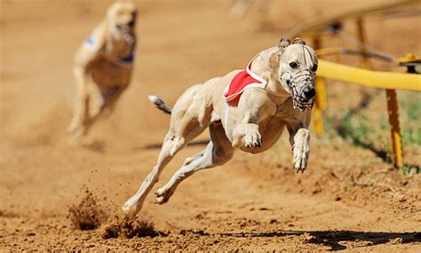 Greyhound Race Night - Harlow Greyhound Stadium (GBGB) | Groupon