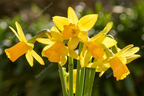 A bunch of miniature Daffodils — Stock Photo © joningall #41467699