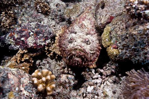 15 Amazing Camouflaged Animals