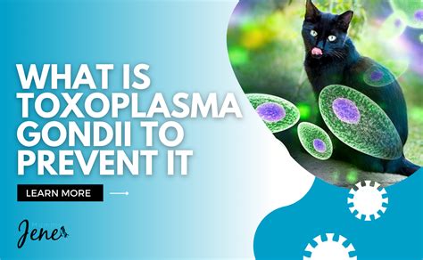 Understand What Is Toxoplasma Gondii To Prevent It