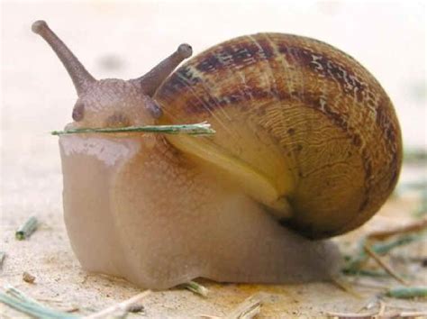 Why Dentists Should Fear Snails | NCPR News