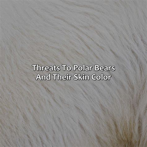 What Color Is Polar Bear Skin - colorscombo.com