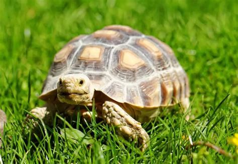 Sulcata Tortoise Care Guide: Everything You Need to Know