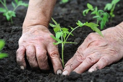 5 Tips for Transplanting Vegetable Seedlings | Gardening Forum