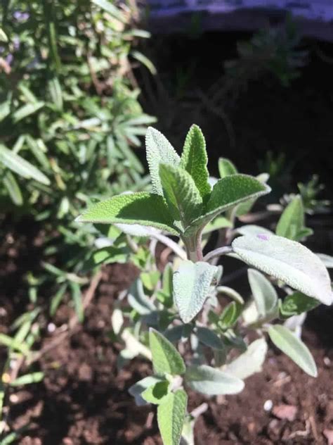 Sage -Growing From Seeds, Cuttings Or Division - Homegrown Herb Garden