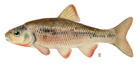 common shiner Fish Art, Naturalist, Lake House, Species, Common ...